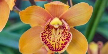 El clítoris tiene otra importante función, además de dar placer