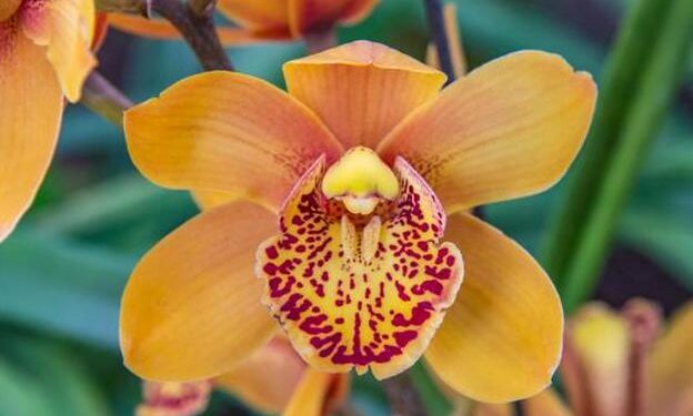 El clítoris tiene otra importante función, además de dar placer