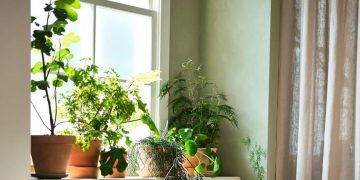 Mini plantas, la tendencia de decoración del otoño que se ha hecho viral