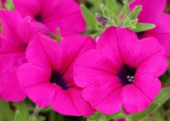 PETUNIAS EN MACETA | Cómo plantar petunias en una maceta y darle a tu hogar un toque más natural