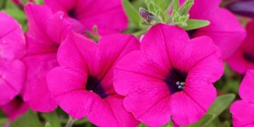 PETUNIAS EN MACETA | Cómo plantar petunias en una maceta y darle a tu hogar un toque más natural