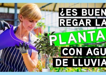 Todos los beneficios que tiene para tus plantas el agua de lluvia