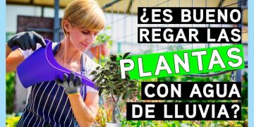 Todos los beneficios que tiene para tus plantas el agua de lluvia