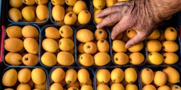 Níspero: así es la fruta de la temporada y esto es lo que ocurre si la tomas a diario