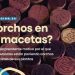 CORCHO EN MACETA | Descubre por qué la gente está usando corchos en las macetas