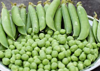 ¿Qué pasa si comes guisantes todos los días?