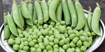 ¿Qué pasa si comes guisantes todos los días?