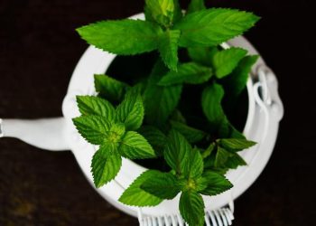 El delicioso té que te ayudará a bajar de peso si lo tomas después de comer