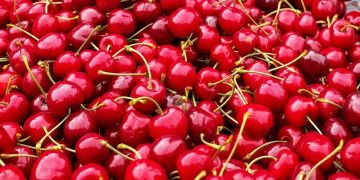 ¿Qué pasa si comes cerezas todos los días?